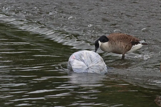 Oevers rivieren vol plastic, organisaties willen betere aanpak bij de bron