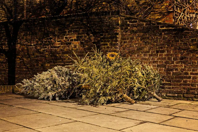 ACV zamelt 50.000 kilo aan kerstbomen in