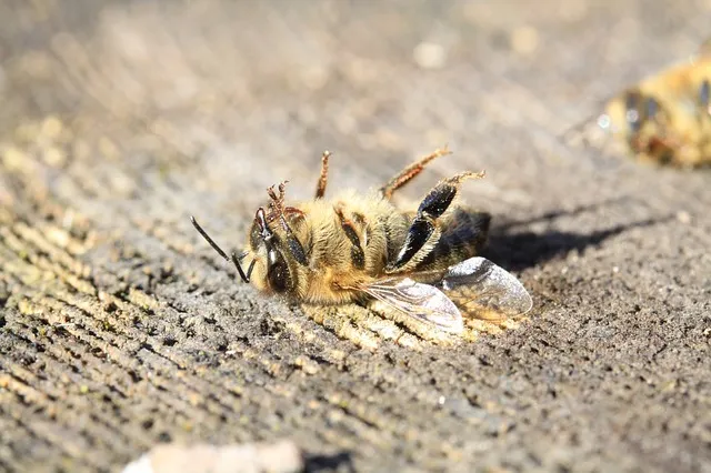 Hoogste wintersterfte onder honingbijen sinds jaren