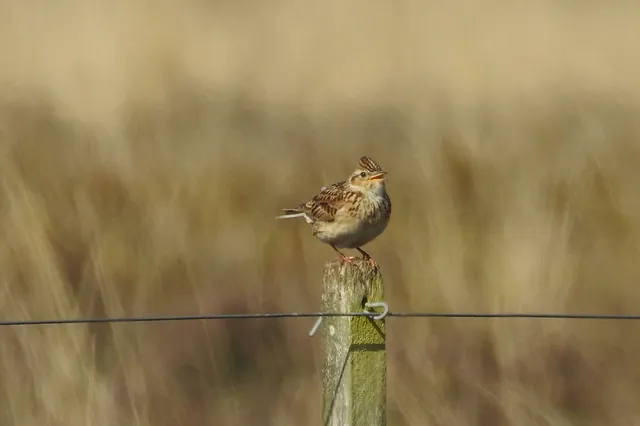 Werkzaamheden Wolfheze voor betere balans tussen natuur en recreatie