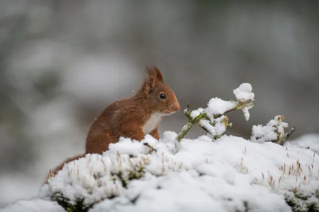 In januari neemt de kans op kouder winterweer en sneeuw toe