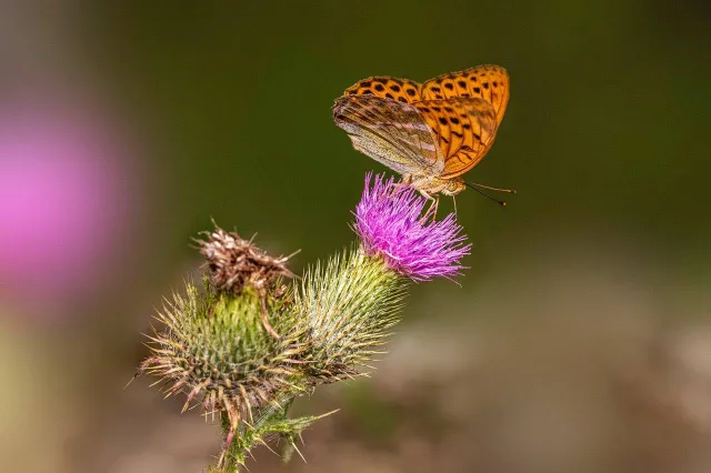Vlinderstichting. Verdwenen uit ons land: de zilvervlek