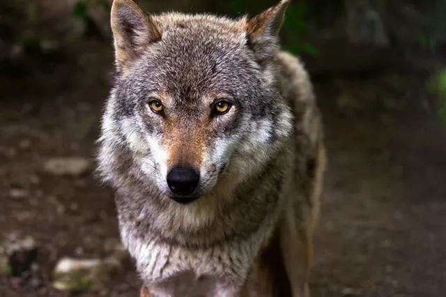 IVN spel-wandeling “Het leven van de wolf” Image