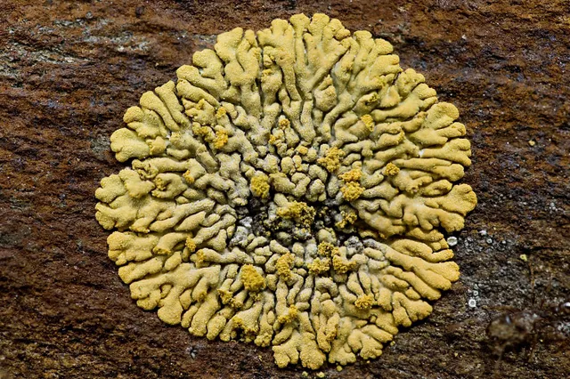 IVN-excursie: Mossen en korstmossen Image