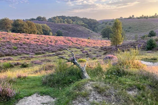 IVN Wandeling rondom de Posbank Rheden Image