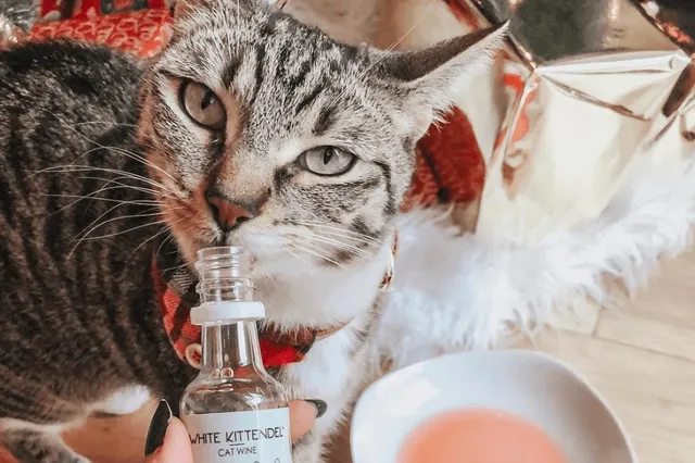Je kunt nu samen met je kat wijn drinken!