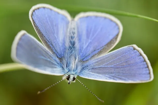 Steeds minder vlinders, ook afname algemeen voorkomende soorten