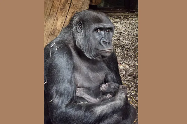 Gorilla geboren op Nieuwjaarsdag in GaiaZOO