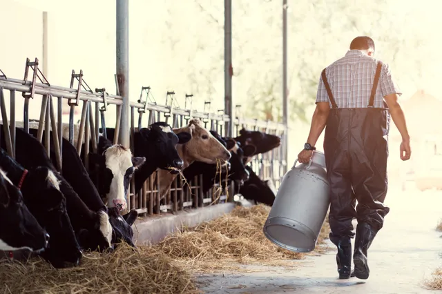 De prijs van melk is bijna VERDUBBELD: maar de oorlog tegen boeren gaat DOOR