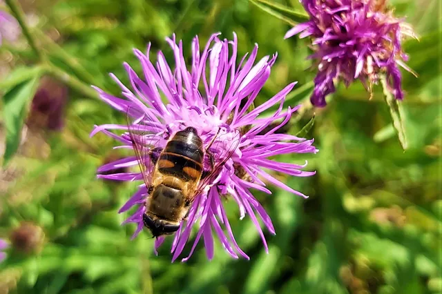 Prachtlint Staphorst deelt gratis zakjes bloemzaden uit