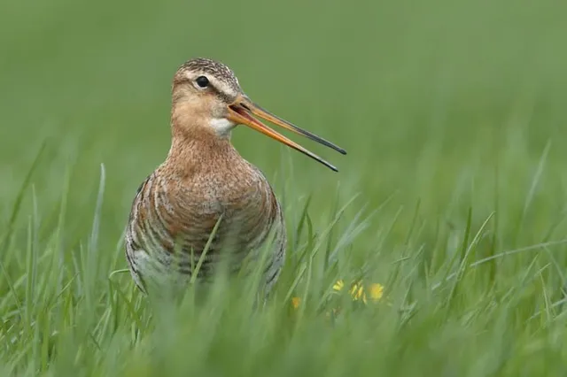 Weidevogelbescherming Staphorsterveld geeft presentatie