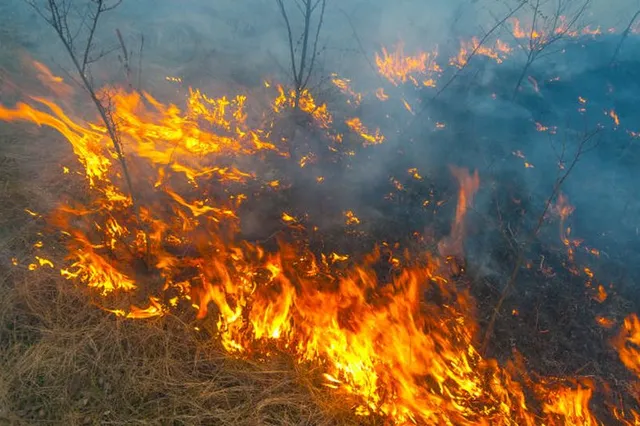 Bosbrand in het staatsbos, massale uitruk van brandweer