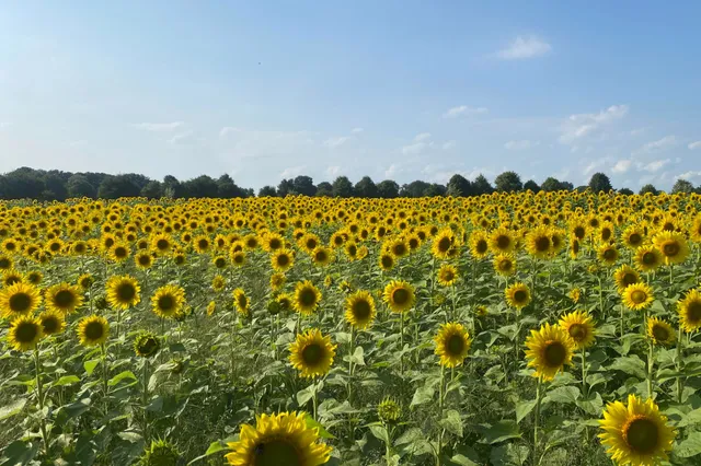 Zonnebloem-actie Plantium met vrije gift Pro WerkTalent