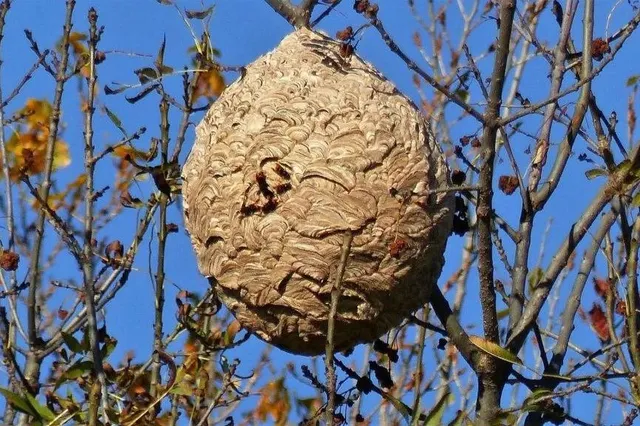 Aziatische hoornaar maakt sinds 2017 opmars in Nederland