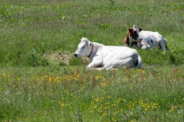 Presentatie over Agrarisch Natuur- en Landschapsbeheer