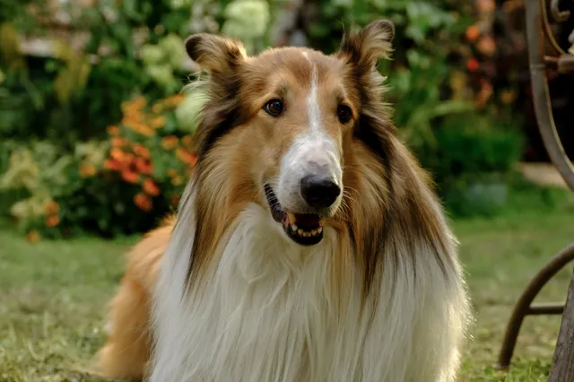 Gloednieuwe Lassie-film 'Een Nieuw Avontuur' heeft een releasedatum op Netflix