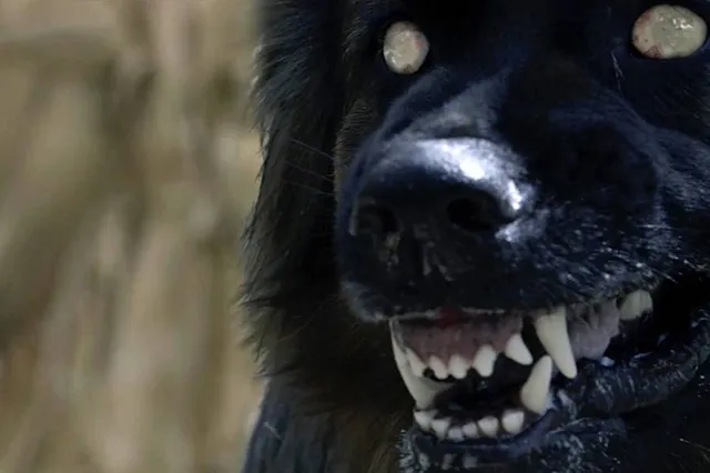 dogs 4