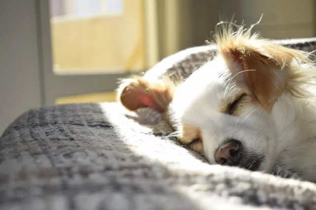 De juiste slaapplaats is cruciaal voor je hond: Tips om je harige vriend een zalige nachtrust te geven