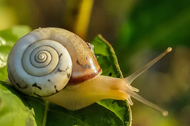 Zeg vaarwel tegen tuinslakken met deze eenvoudige en effectieve manieren om ze te bestrijden