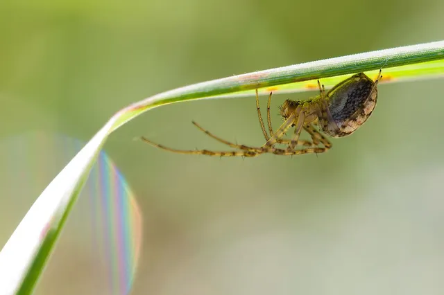 Hoe houd je spinnen op een natuurlijke en milieuvriendelijke manier uit je huis?