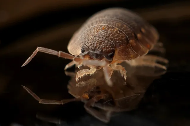 Maak komaf met de talrijke bacteriën en huisstofmijten op je matras: Ongewenste gasten hebben hier een hekel aan