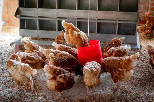 Opgelet! Kippenhouders dit voedsel kan giftig zijn voor je kippen!