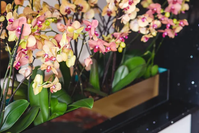 Veelgestelde vraag: Hoe kan je een orchidee opnieuw laten bloeien?