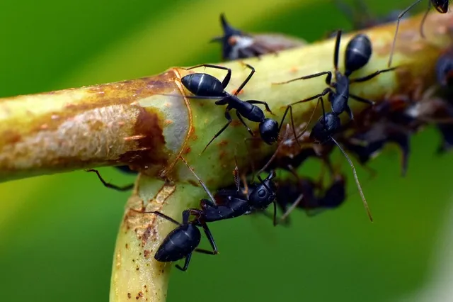 Binnenkort duiken ze weer overal op: Verjaag doeltreffend mieren met middelen die iedereen in huis heeft