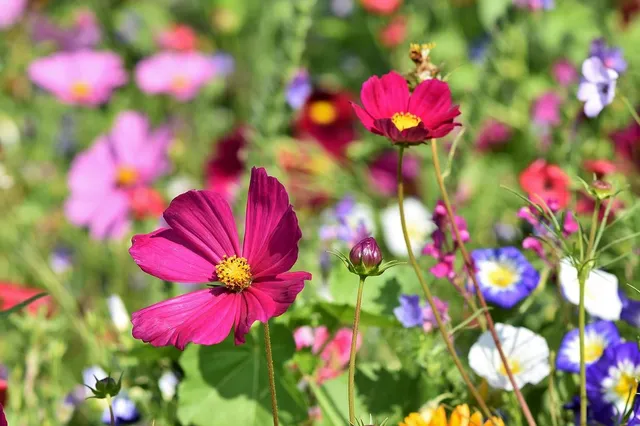 Vul uw tuin met kleur: de beste bloemen om te planten in maart