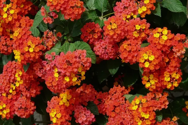 Transformeer je tuin: De beste plantenkeuze voor een zomer lange kleurenpracht