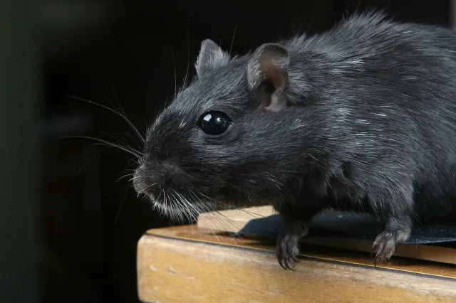 Veel mensen hebben momenteel last van ongedierte: Op deze manier verjaag je muizen en ratten uit je omgeving