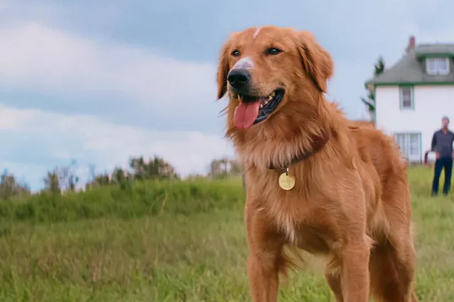 Netflix-kijkers overspoeld door emoties, film waarin een hond tot het uiterste gaat: “Dit is genieten ... lachen en traantjes tegelijk, zalige film"