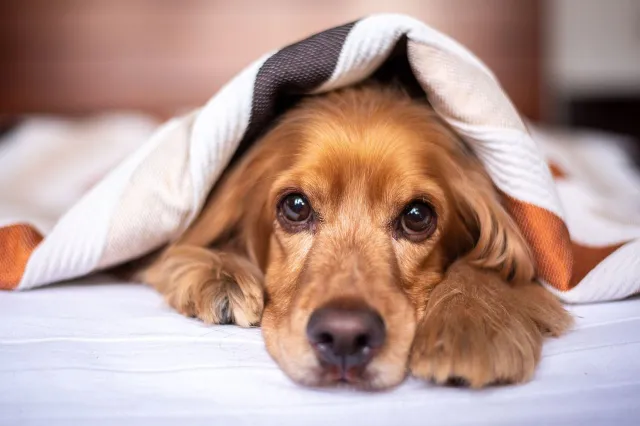 Nu het zoveel regent: Op deze manier kan je hond zijn energie ook kwijt binnenshuis