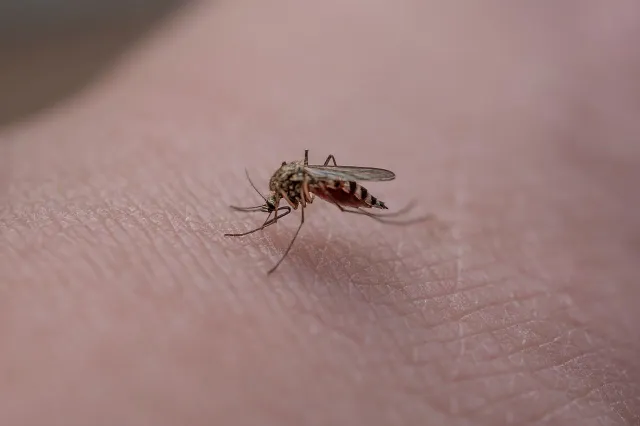 Verlos jezelf van muggen: Natuurlijke middelen die echt werken
