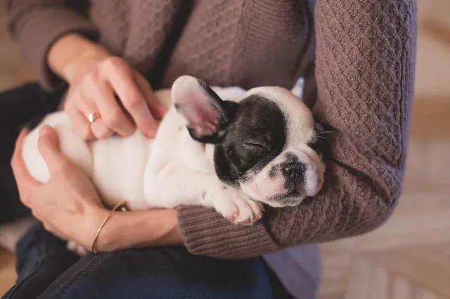 Pas op: deze alledaagse voedingsmiddelen zijn levensgevaarlijk voor uw hond