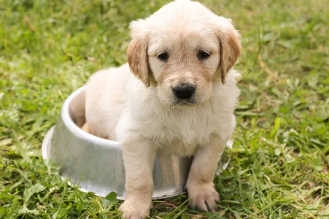 Het wordt vaak gezegd: Maar dit is waarom mag je je hond geen etensresten van tafel geven