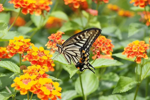 Hoe je tuin tot leven wekken: Kies deze planten die vlinders en bijen lokken