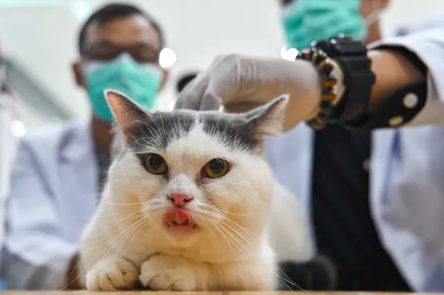Dierenarts is peperduur, een vijfde van huisdierbezitters stelt behandeling uit: “Poes moest onnodig lijden”