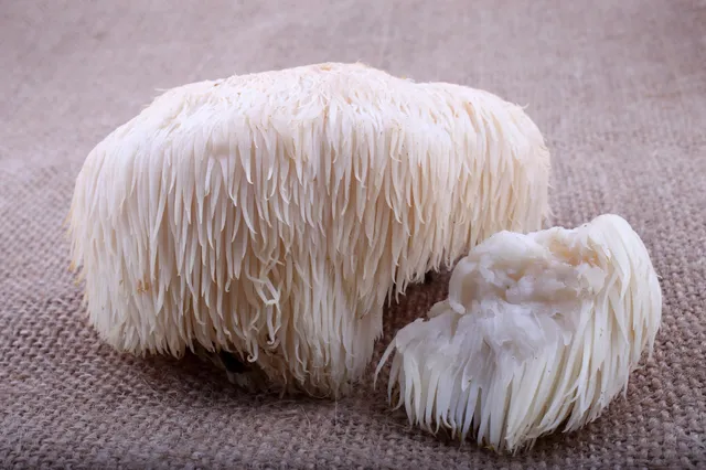 Neurowetenschappers zeggen dat deze paddenstoel 'de zenuwgroei stimuleert en het geheugen verbetert'