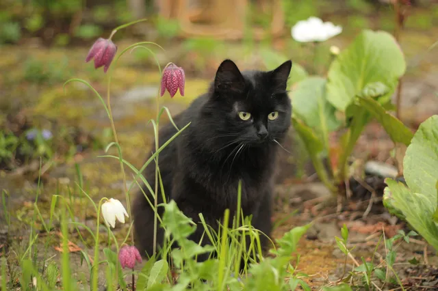 Je poes is veel minder avontuurlijk dan je denkt