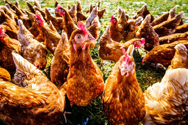 We eten jaarlijks 74 miljard kippen