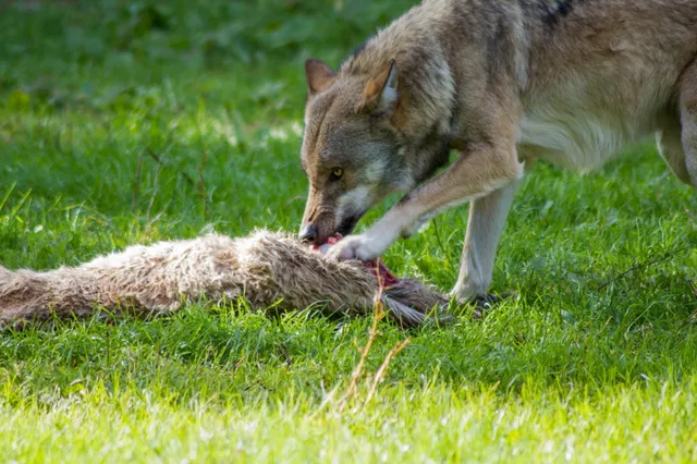 De Hoge Veluwe: wildstand keldert door de wolf