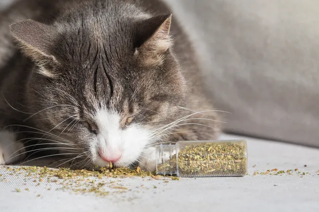Waarom zijn katten zo dol op kattenkruid?