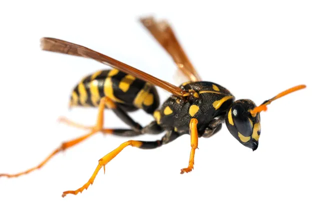 Wat te doen tegen wespen? Doe vooral niks