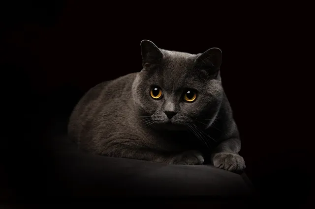 Gelovig man doodt op bloedige wijze de kat van de buren