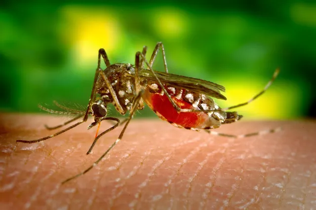 Waarom jeukt de ene muggenbult meer dan de andere?