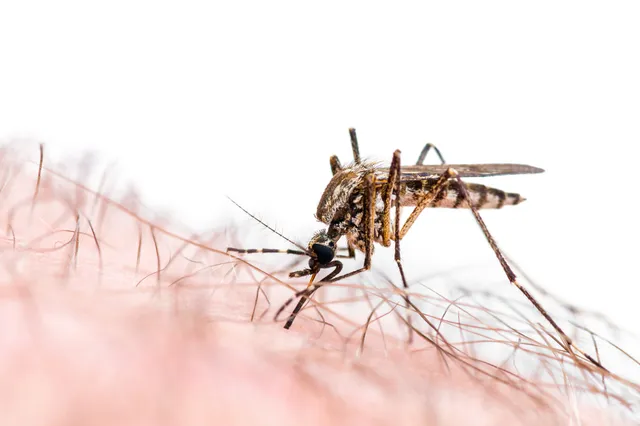 Je zeep kan je aantrekkelijker maken voor muggen