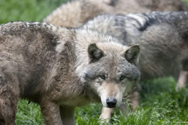 Unieke wildcamerabeelden: Veluwse wolf tilt grote prooien vakkundig over zwijnenraster