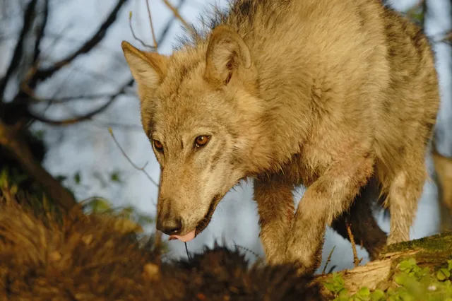 Hoe gevaarlijk is de wolf echt voor mensen?