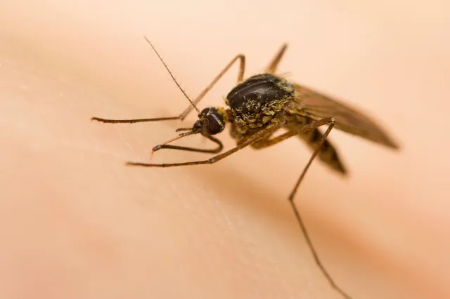 Voorkomen deze 7 dingen dat je door muggen wordt gestoken? Dit zegt de wetenschap